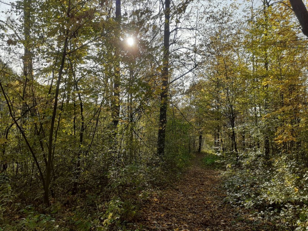 fot.Jola; "Jazowsko-lasek"