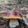 fot.Katarzyna;"Smaczne barwy jesieni"