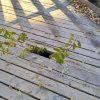 Piwniczna Zdrój-Kicarz-Jaworki