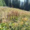 Lipnica Wielka-Babia Góra-Lipnica Wielka
